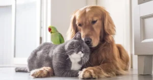 Read more about the article Which Pet Should I Adopt- A Pet Bird or A Pet Animal?
